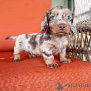 Zdjęcie №3. Mamy te maluchy i szukamy nowych domów. Są sprawdzane przez weterynarza, zdjęcia. USA