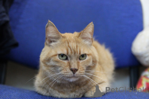 Zdjęcie №1.  - na sprzedaż w Mińsk | Bezpłatny | Zapowiedź № 139190