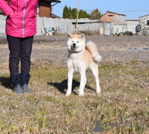 Zdjęcie №1. akita (rasa psa) - na sprzedaż w Cherkassky Bishkin | negocjowane | Zapowiedź №12733