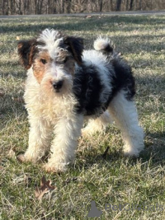 Zdjęcie №1. fox terrier - na sprzedaż w Beilngries | 2774zł | Zapowiedź №175105