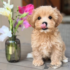 Zdjęcie №1. maltańczyk - na sprzedaż w Coire | negocjowane | Zapowiedź №159933