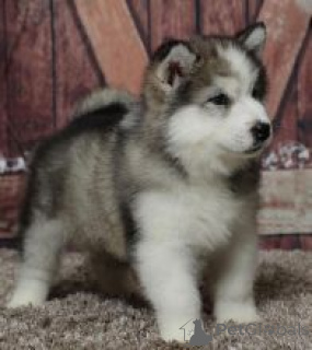 Zdjęcie №1. alaskan malamute - na sprzedaż w Miasto Londynu | negocjowane | Zapowiedź №171143