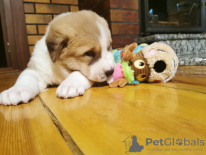 Zdjęcie №4. Sprzedam owczarek środkowoazjatycki w Йонишкис. prywatne ogłoszenie - cena - 5830zł