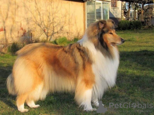 Dodatkowe zdjęcia: Szczeniaki Rough Collie