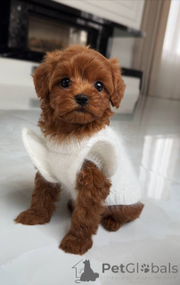 Zdjęcie №1. maltańczyk - na sprzedaż w Augsburg | 5740zł | Zapowiedź №163964