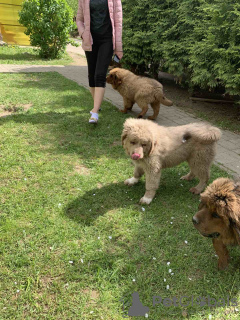 Zdjęcie №4. Sprzedam mastif tybetański w Mińsk. prywatne ogłoszenie - cena - 4523zł