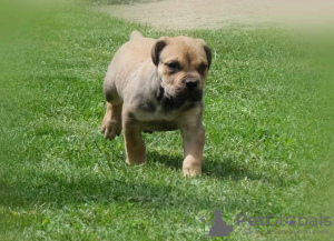 Zdjęcie №4. Sprzedam boerboel w Belgrad. hodowca - cena - negocjowane