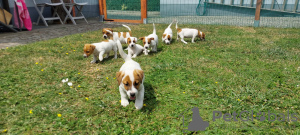 Dodatkowe zdjęcia: Śliczne szczeniaczki Jack Russell Terrier