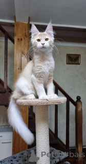 Zdjęcie №2 do zapowiedźy № 137758 na sprzedaż  maine coon - wkupić się Australia hodowca