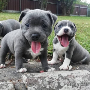 Zdjęcie №1. staffordshire bull terrier - na sprzedaż w Antwerpia | negocjowane | Zapowiedź №169662