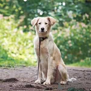 Zdjęcie №2 do zapowiedźy № 151941 na sprzedaż  pies nierasowy - wkupić się Federacja Rosyjska prywatne ogłoszenie