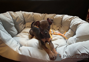 Zdjęcie №4. Sprzedam pinczer małpi w Garding. prywatne ogłoszenie - cena - 3348zł