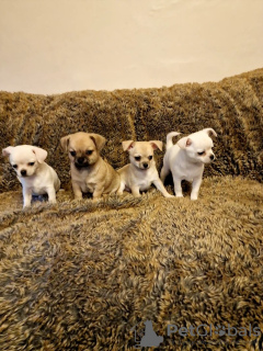 Zdjęcie №2 do zapowiedźy № 133270 na sprzedaż  chihuahua (rasa psów) - wkupić się Niemcy prywatne ogłoszenie