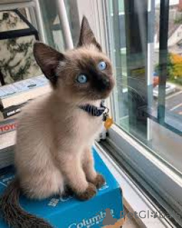 Zdjęcie №3. Adorables chatons siamois dostępne do adopcji.. Finlandia