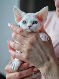 Zdjęcie №4. Sprzedam devon rex w Monachium. prywatne ogłoszenie - cena - negocjowane