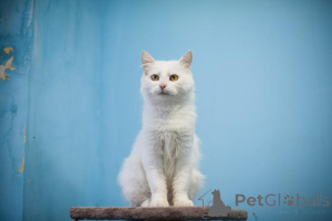 Zdjęcie №1.  - na sprzedaż w Chimki | Bezpłatny | Zapowiedź № 159452