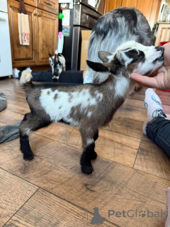 Zdjęcie №2 do zapowiedźy № 161734 na sprzedaż   - wkupić się USA 