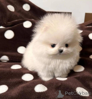 Zdjęcie №4. Sprzedam  w Warszawa.  - cena - Bezpłatny