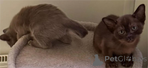 Zdjęcie №2 do zapowiedźy № 151627 na sprzedaż  kot burmski - wkupić się Niemcy 