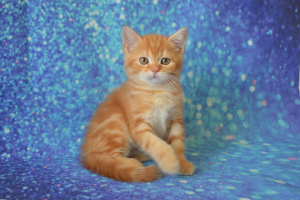 Dodatkowe zdjęcia: Kot z czerwonego marmuru