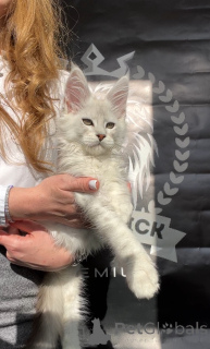 Zdjęcie №3. Alfa. USA