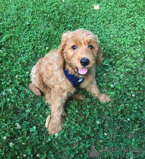 Zdjęcie №2 do zapowiedźy № 125855 na sprzedaż  pies nierasowy - wkupić się USA hodowca