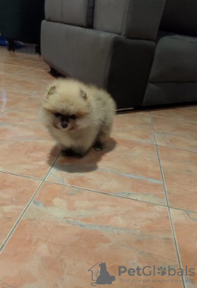 Zdjęcie №4. Sprzedam szpic miniaturowy w Belgrad.  - cena - negocjowane