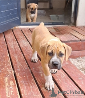 Zdjęcie №3. Boerboel-pentuja adoptoitavaksi 2 narttua Boerboel-pentua. On jaja. Finlandia