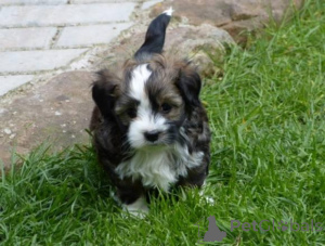 Zdjęcie №2 do zapowiedźy № 161189 na sprzedaż  bolonka - wkupić się Niemcy 