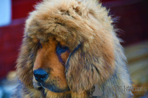 Zdjęcie №1. mastif tybetański - na sprzedaż w Zhodino | 1480zł | Zapowiedź №11932
