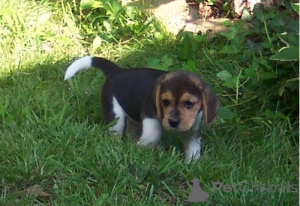 Zdjęcie №1. beagle (rasa psa) - na sprzedaż w De Haan | negocjowane | Zapowiedź №170512