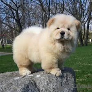Zdjęcie №1. chow-chow - na sprzedaż w Calgary | negocjowane | Zapowiedź №168780