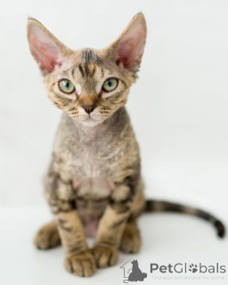 Zdjęcie №1. devon rex - na sprzedaż w Aizlingen | 2153zł | Zapowiedź № 157702