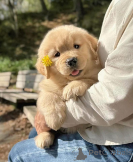 Zdjęcie №3. Szukam dobrego domu, napisz na priv i podaj lokalizację, aby uzyskać więcej. Hiszpania