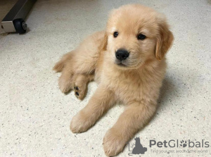 Zdjęcie №1. golden retriever - na sprzedaż w Santa Cruz de la Sierra | negocjowane | Zapowiedź №115651