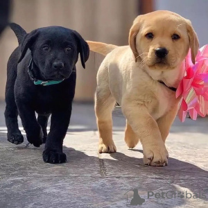 Zdjęcie №1. labrador retriever - na sprzedaż w Gottskär | negocjowane | Zapowiedź №170448