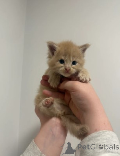 Zdjęcie №3. Maine-Coon-Kätzchen. Niemcy