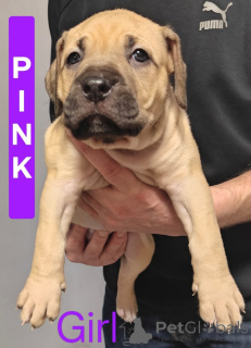 Zdjęcie №1. pies nierasowy - na sprzedaż w Latający | 3707zł | Zapowiedź №161555