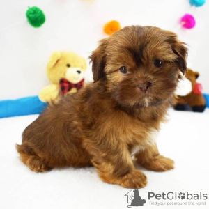 Zdjęcie №1. shih tzu - na sprzedaż w Richmond | 1386zł | Zapowiedź №42828