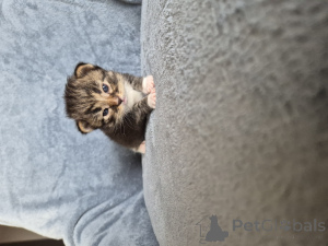 Zdjęcie №4. Sprzedam kot syjamski w Ostrów Wielkopolski. hodowca - cena - 4305zł