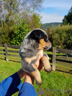 Zdjęcie №1. australian cattle dog - na sprzedaż w Berlin | Bezpłatny | Zapowiedź №95188