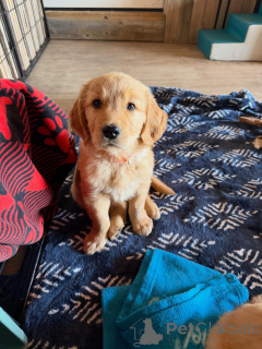 Zdjęcie №3. Inteligentne szczenięta golden retrievera, chętne do nauki i łatwe w szkoleniu. Włochy