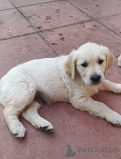 Zdjęcie №3. Wunderschöne Golden-Retriever-Welpen suchen einliebevolles Zuhause. Kontaktieren. Niemcy