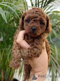 Zdjęcie №1. pudel (zabawka) - na sprzedaż w Augsburg | negocjowane | Zapowiedź №156540