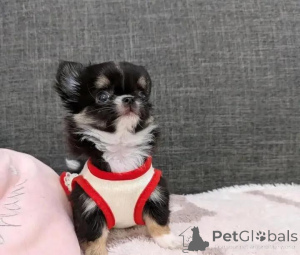 Zdjęcie №1. chihuahua (rasa psów) - na sprzedaż w Helsinki | 2392zł | Zapowiedź №152215