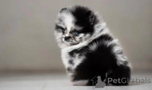 Zdjęcie №2 do zapowiedźy № 162954 na sprzedaż   - wkupić się USA hodowca