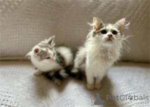 Zdjęcie №1. kot syberyjski - na sprzedaż w Bleialf | 1674zł | Zapowiedź № 153172