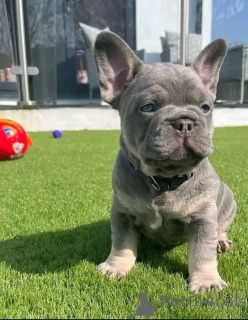 Zdjęcie №2 do zapowiedźy № 136181 na sprzedaż  buldog francuski - wkupić się USA hodowca