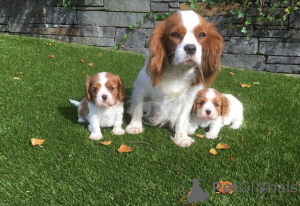 Zdjęcie №2 do zapowiedźy № 175182 na sprzedaż  cavalier king charles spaniel - wkupić się Niemcy prywatne ogłoszenie