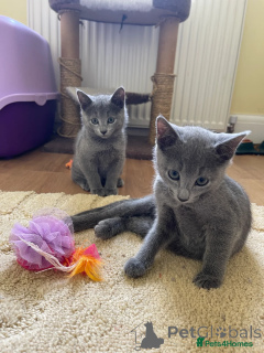 Zdjęcie №1.  - na sprzedaż w Berlin | 1271zł | Zapowiedź № 153519